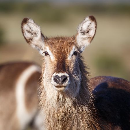 Bukela Game Lodge - Amakhala Wildreservaat Buitenkant foto