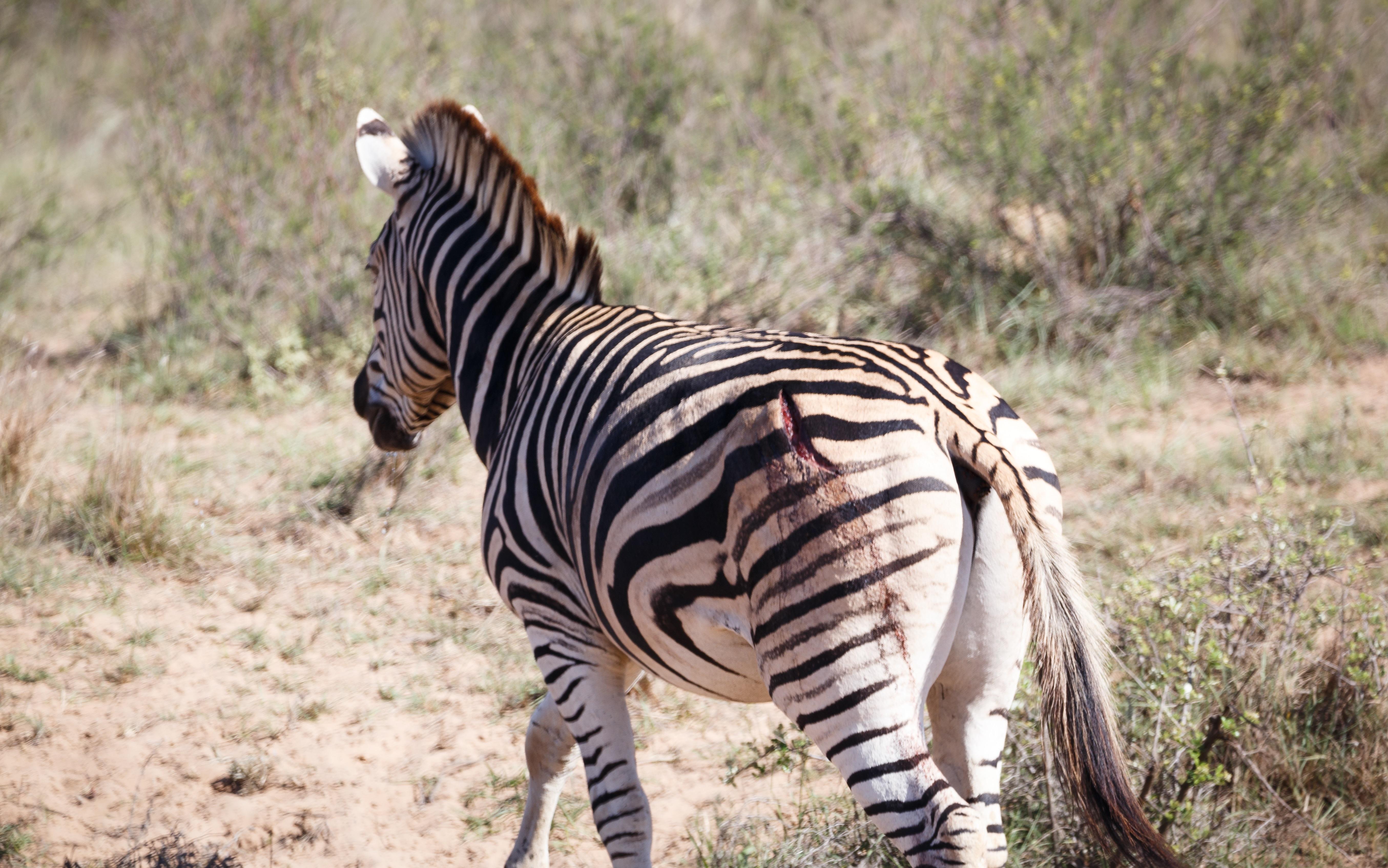 Bukela Game Lodge - Amakhala Wildreservaat Buitenkant foto