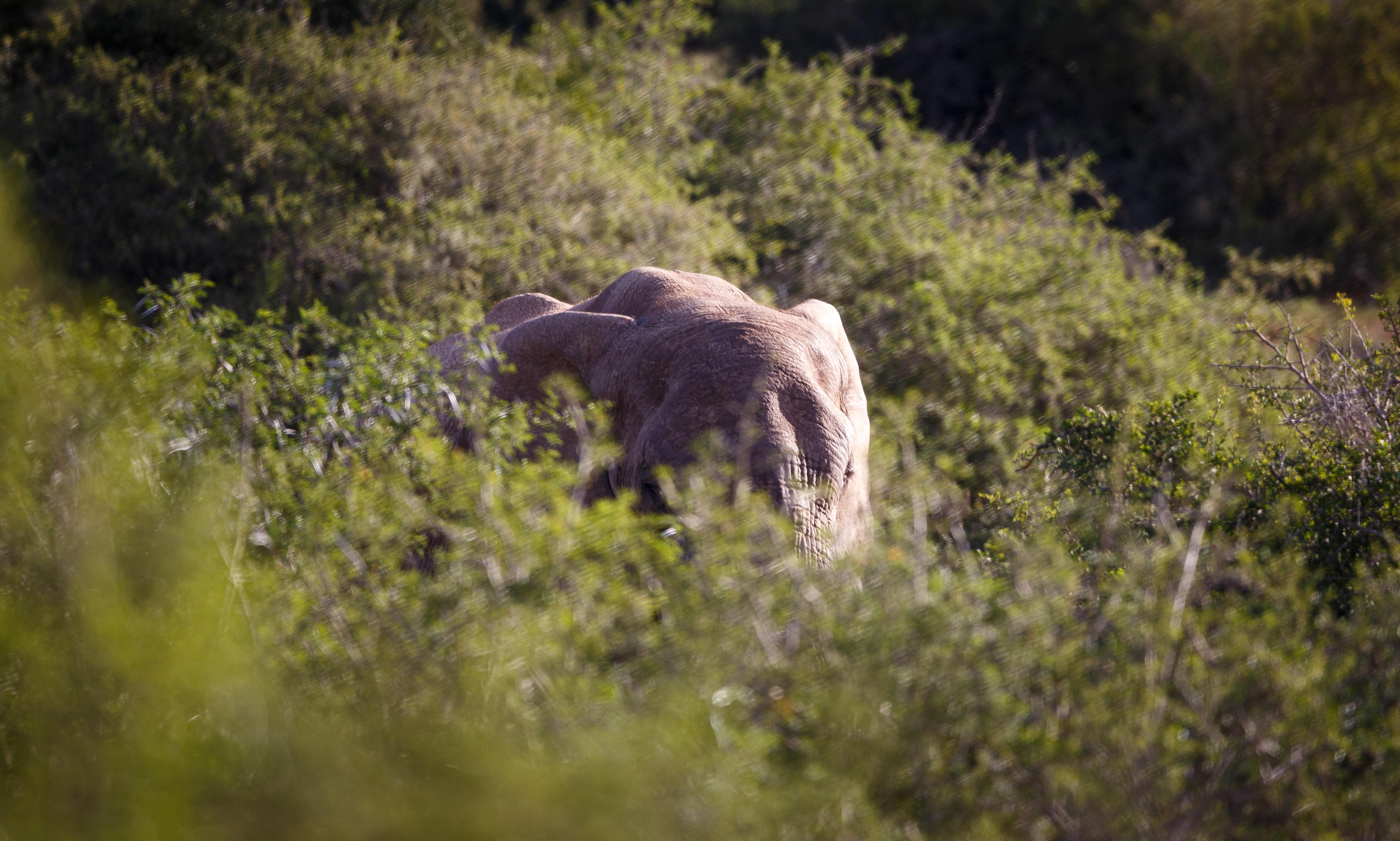 Bukela Game Lodge - Amakhala Wildreservaat Buitenkant foto