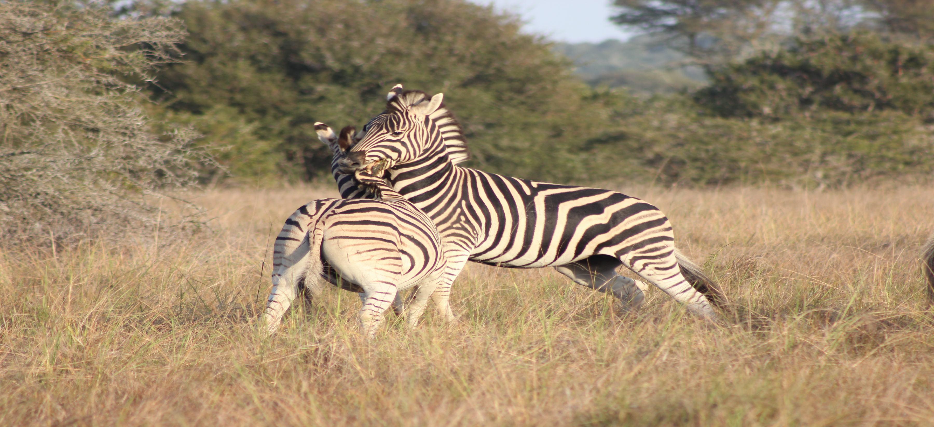 Bukela Game Lodge - Amakhala Wildreservaat Buitenkant foto