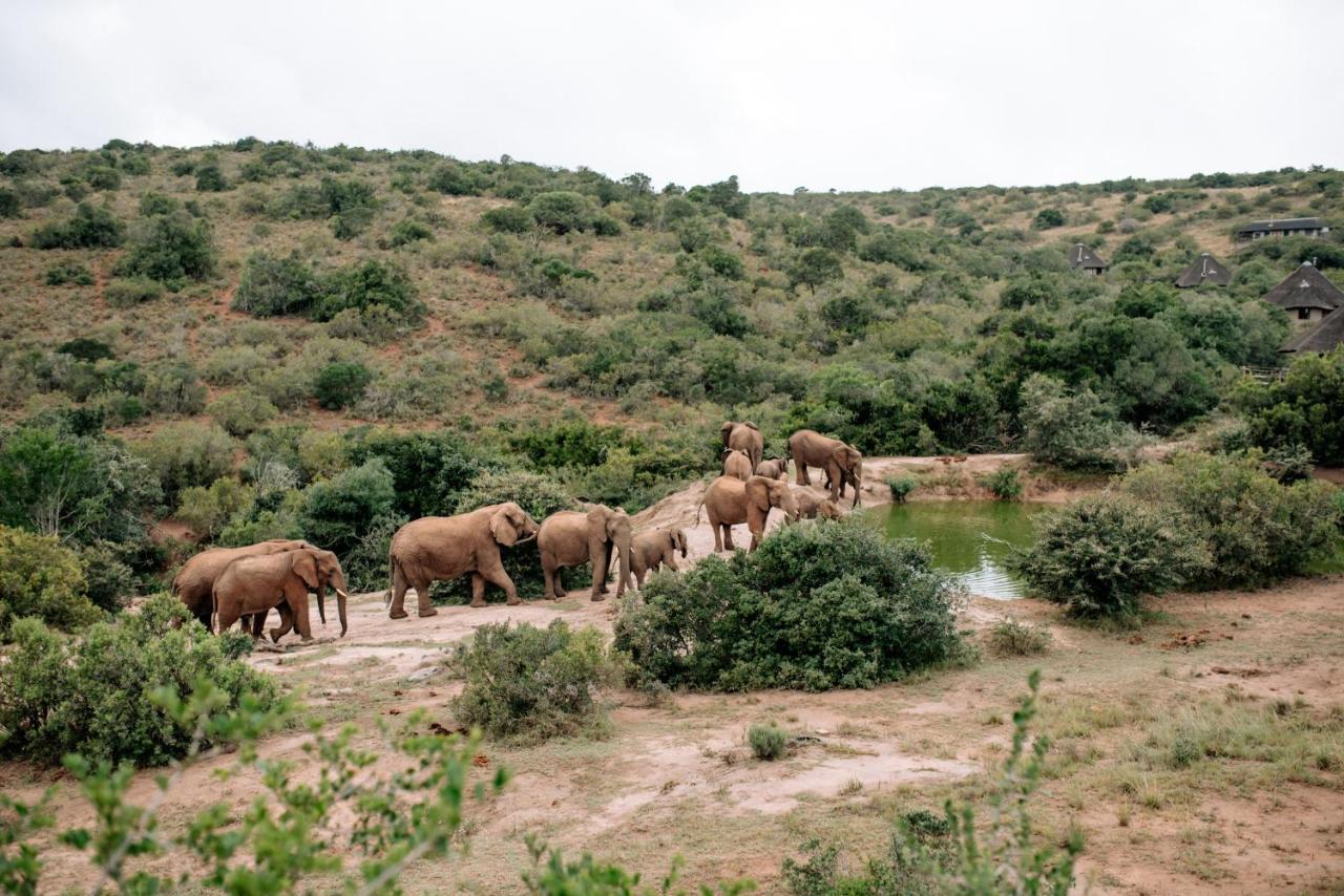 Bukela Game Lodge - Amakhala Wildreservaat Buitenkant foto