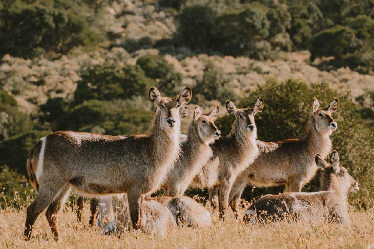 Bukela Game Lodge - Amakhala Wildreservaat Buitenkant foto