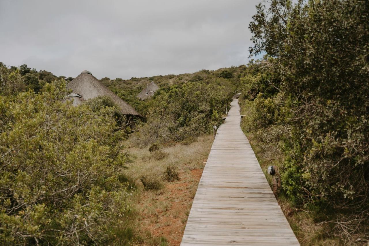 Bukela Game Lodge - Amakhala Wildreservaat Buitenkant foto