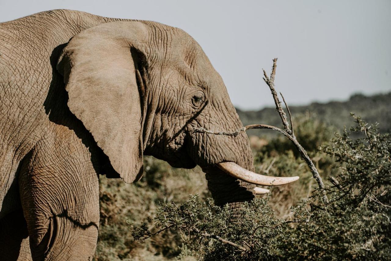 Bukela Game Lodge - Amakhala Wildreservaat Buitenkant foto