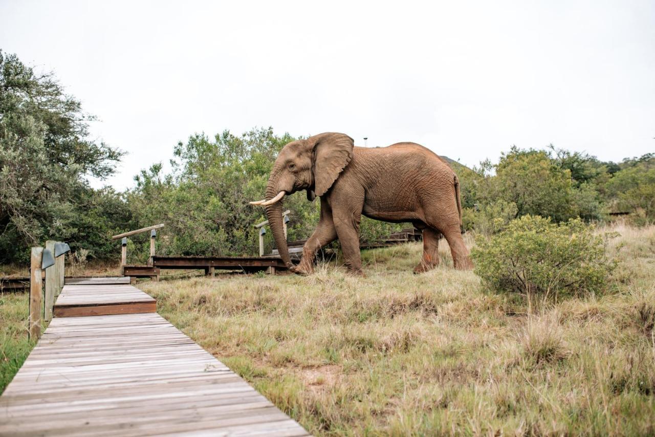 Bukela Game Lodge - Amakhala Wildreservaat Buitenkant foto