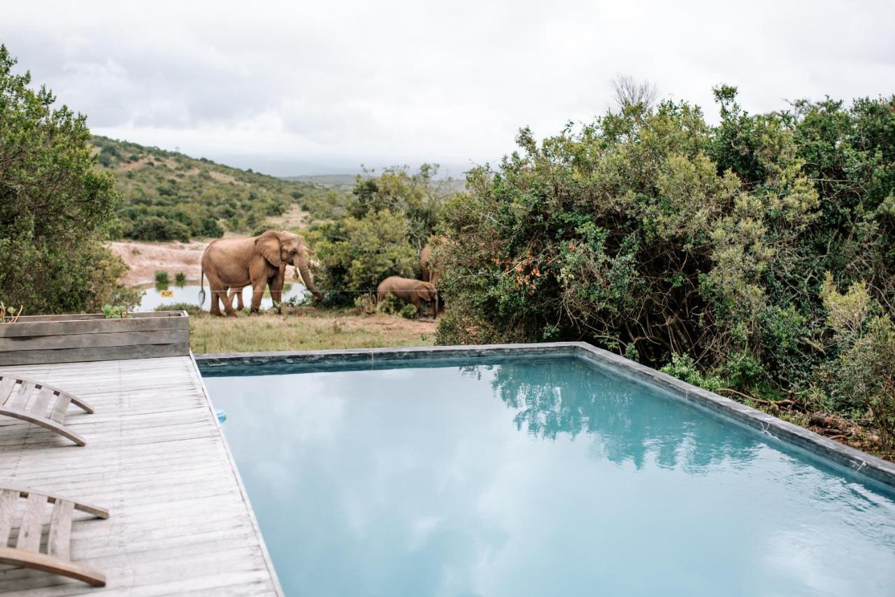 Bukela Game Lodge - Amakhala Wildreservaat Buitenkant foto