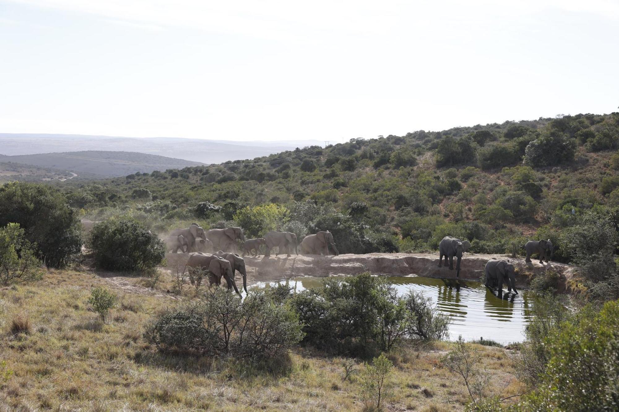 Bukela Game Lodge - Amakhala Wildreservaat Buitenkant foto