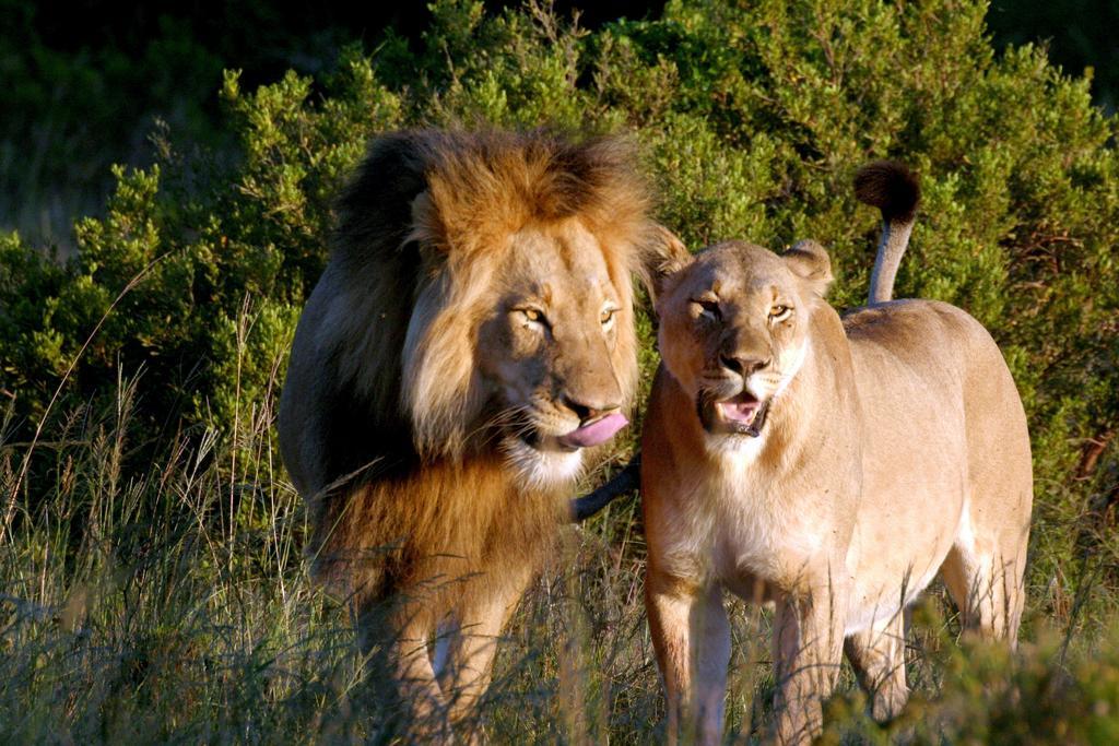 Bukela Game Lodge - Amakhala Wildreservaat Buitenkant foto