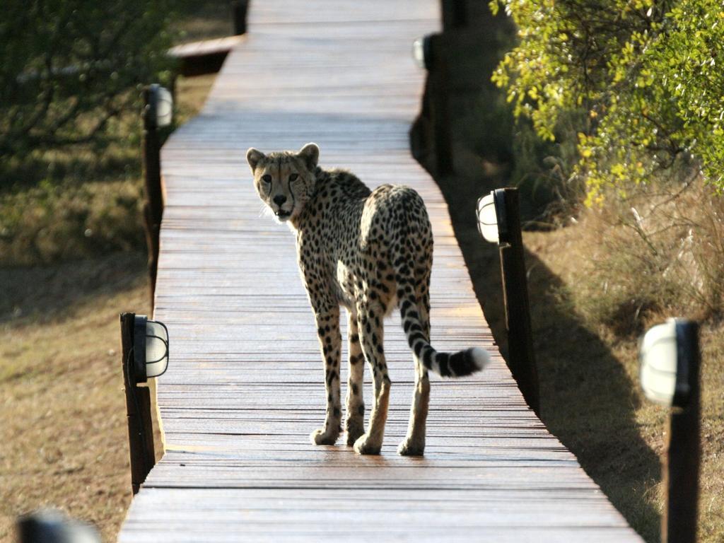 Bukela Game Lodge - Amakhala Wildreservaat Buitenkant foto