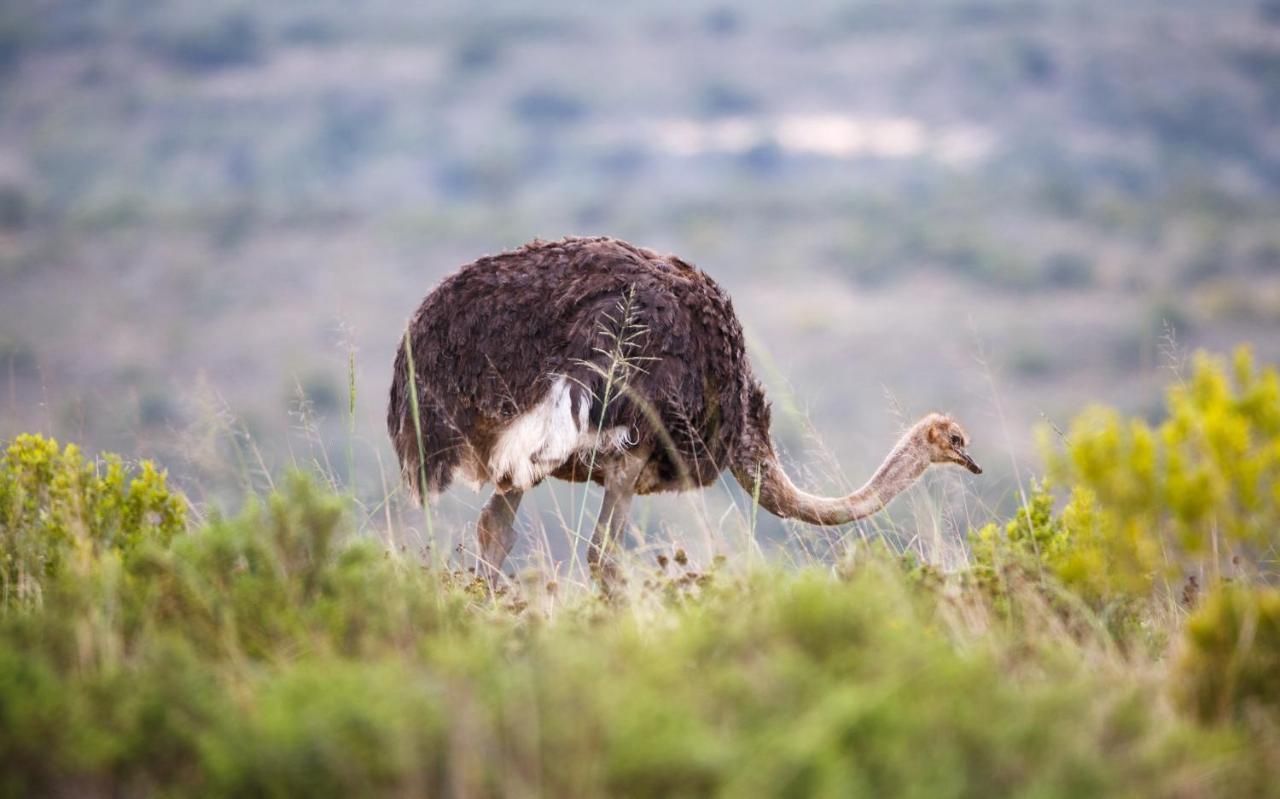 Bukela Game Lodge - Amakhala Wildreservaat Buitenkant foto