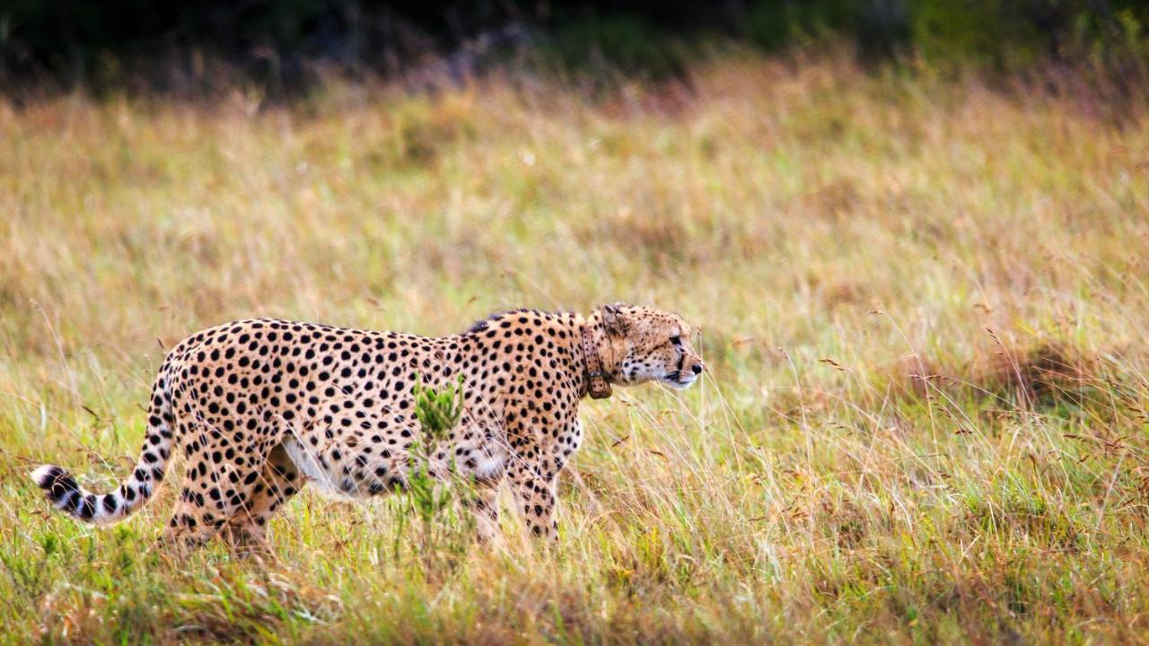 Bukela Game Lodge - Amakhala Wildreservaat Buitenkant foto