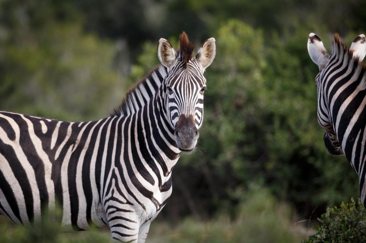 Bukela Game Lodge - Amakhala Wildreservaat Buitenkant foto